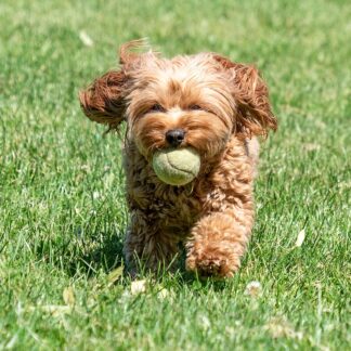 Hard Tennis Ball — Tape Ball Cricket — Model 002 — ShopOfBD Bangladesh